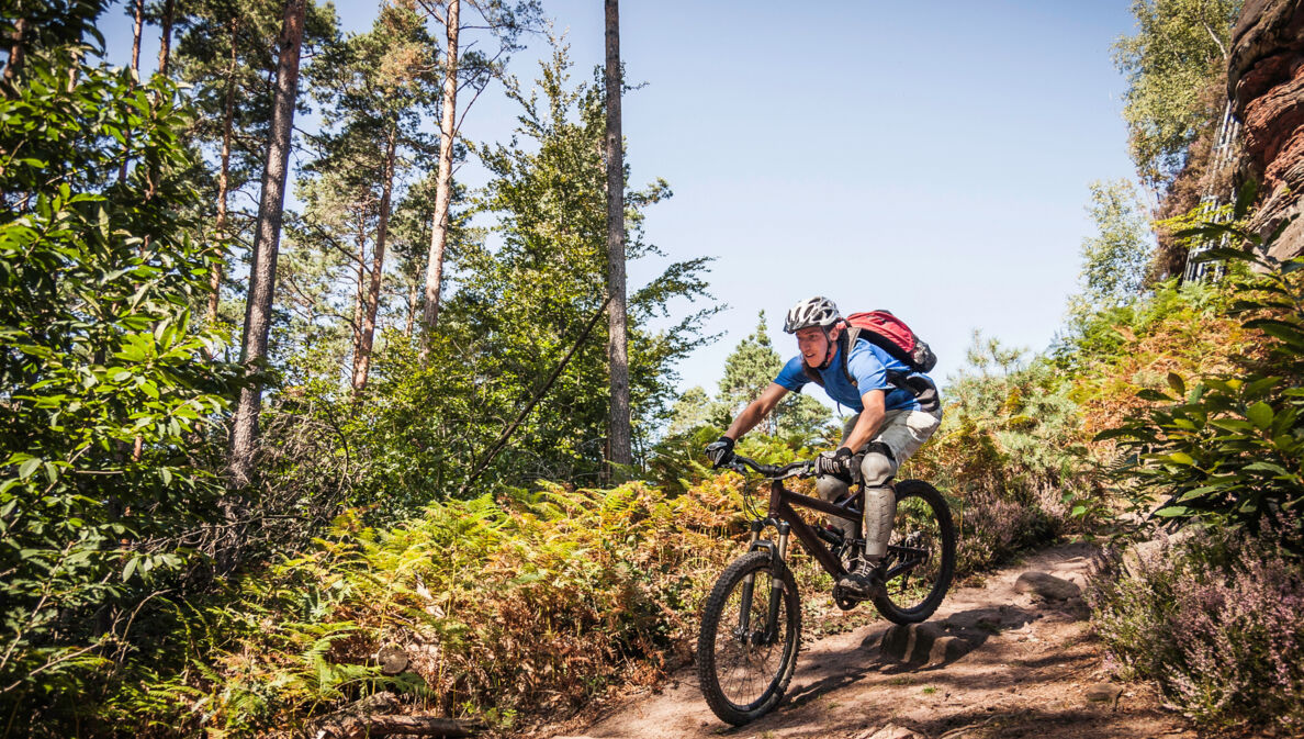 Ein Mountainbiker fährt auf einem Weg einen Hügel umgeben mit Bäumen und Büschen herunter