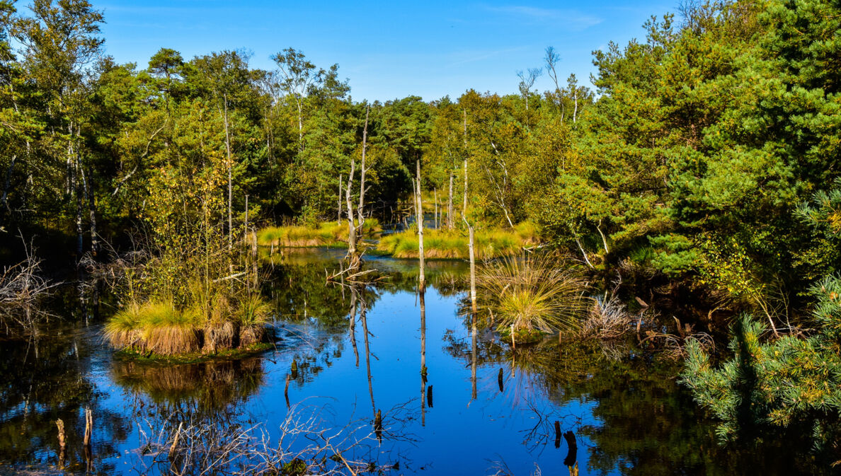 Wasser umrandet von Bäumen und Gräsern