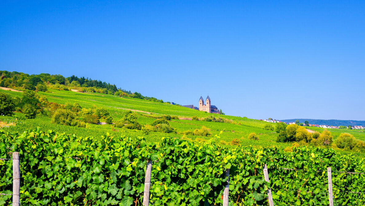 Eine mittelalterliche Abtei inmitten eines Weinbergs