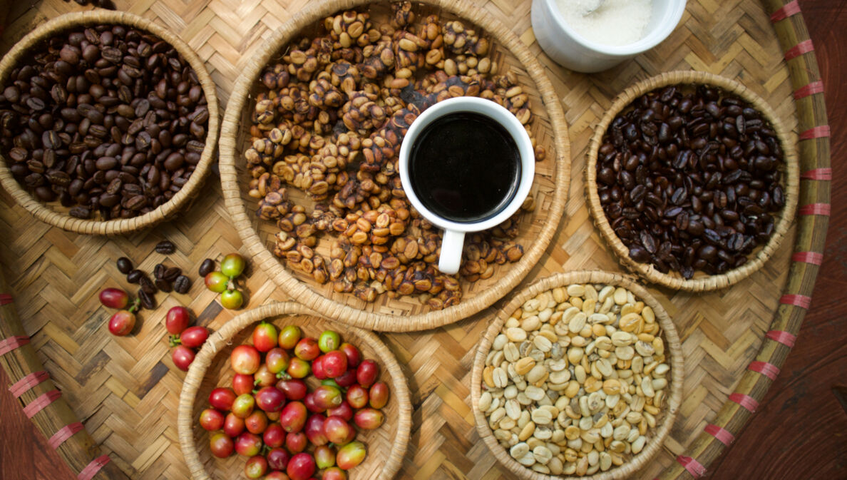 Kaffeebohnen in verschiedenen Röstzuständen, Kaffeekirschen