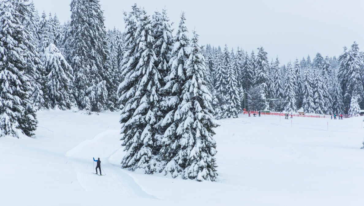 Verschneite Langlauf-Skipiste umgeben von Tannen