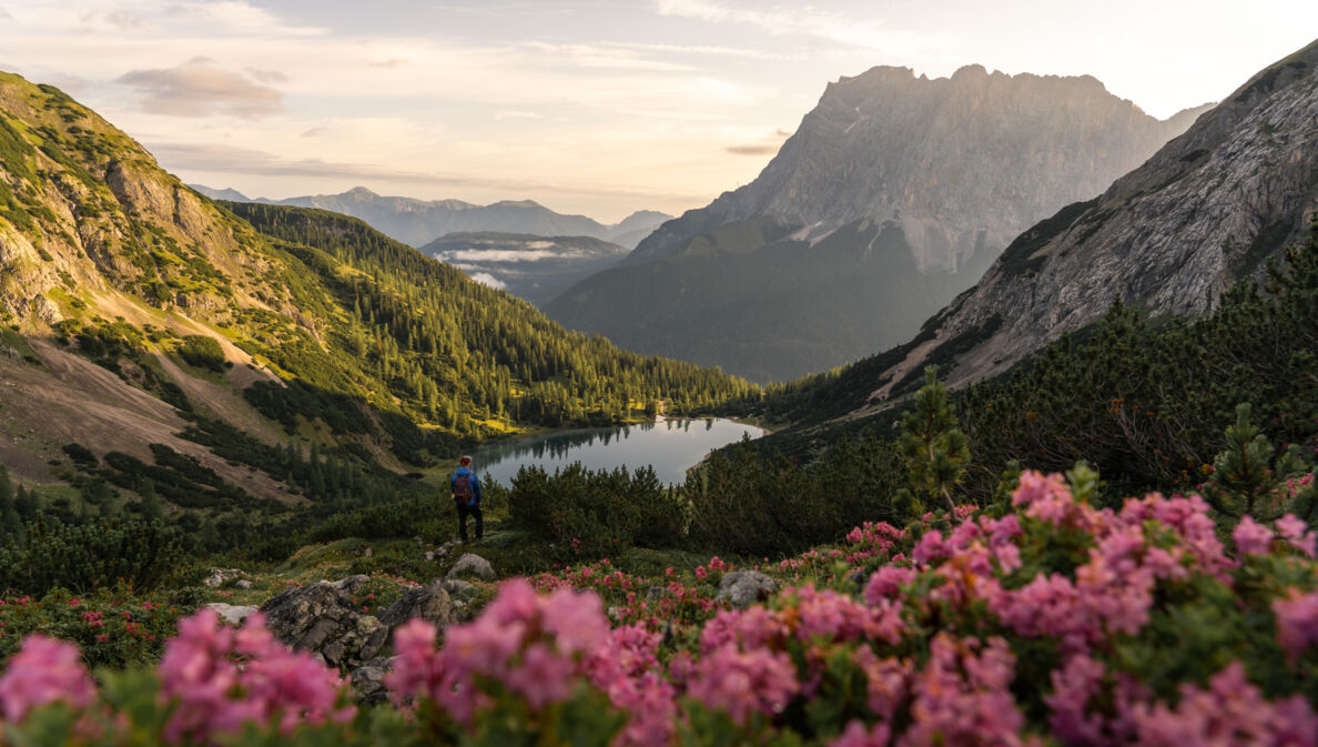 Eine Person steht an einem Bergsee inmitten grüner Vegetation vor Bergpanorama, im Vordergrund blühen rosafarbene Blumen