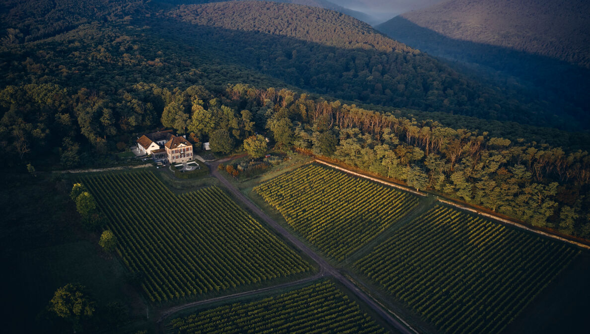 Luftaufnahme eines Weinbergs an dessen Rand ein weißes Gutshaus steht