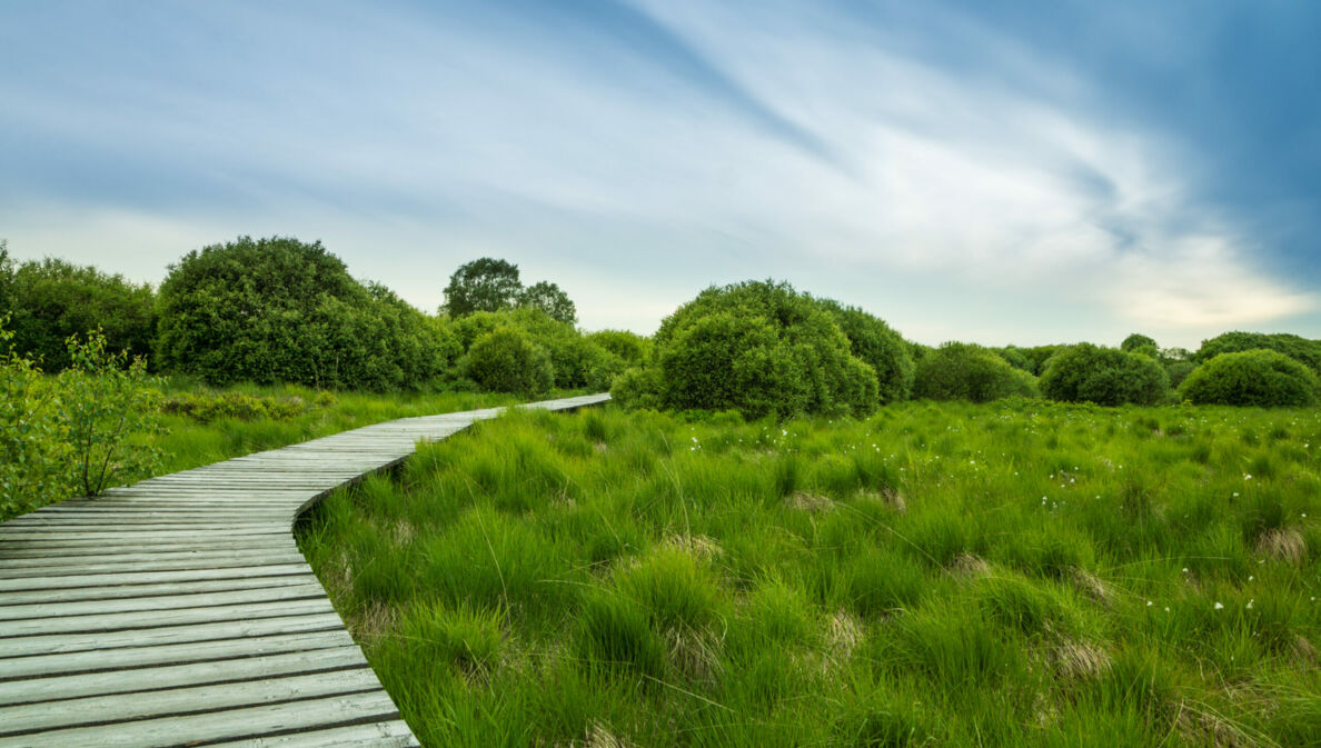 Ein Holzsteg führt durch ein Hochmoor