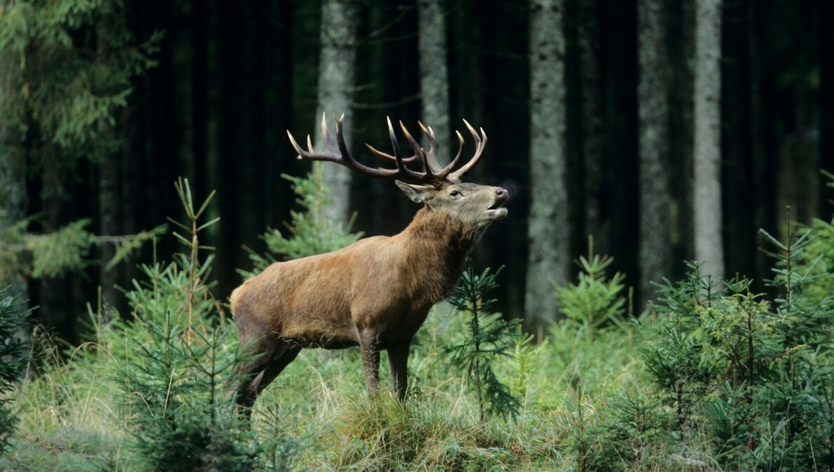 Ein Hirsch steht in einem Wald