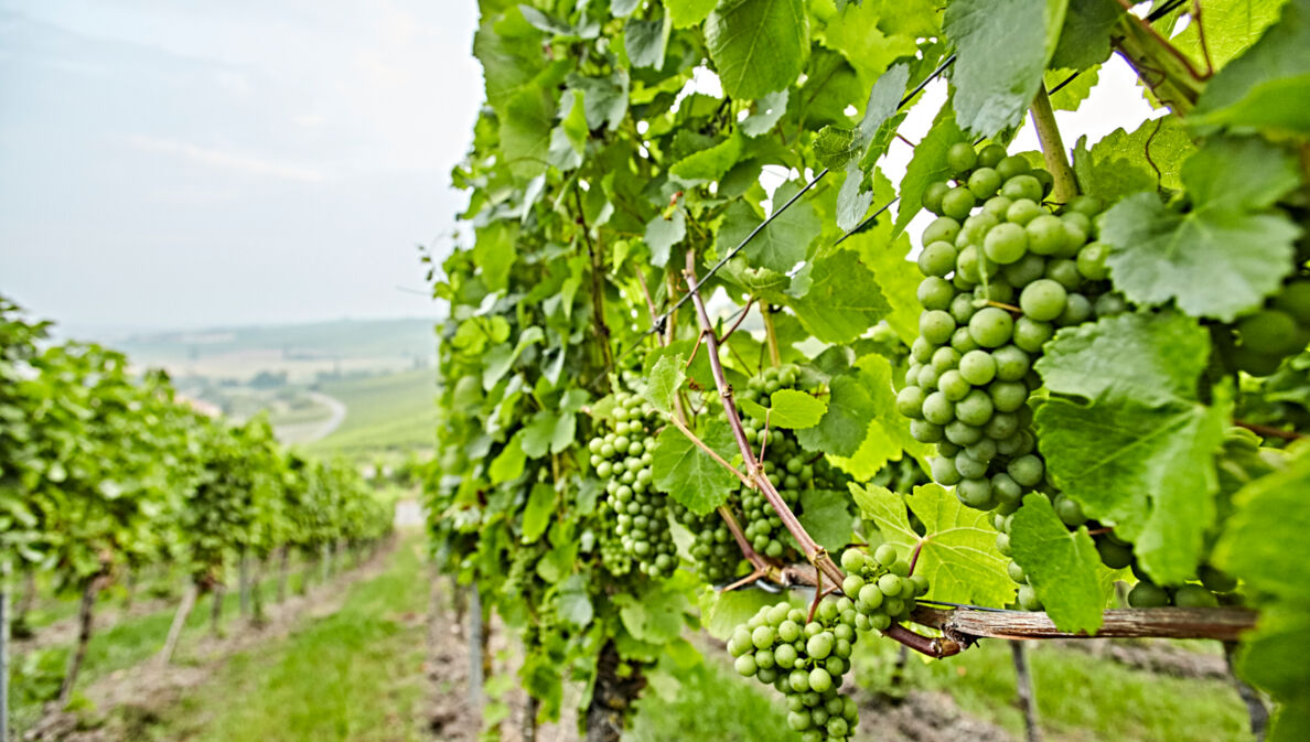 Weinberge im Naturpark Frankenhöhe