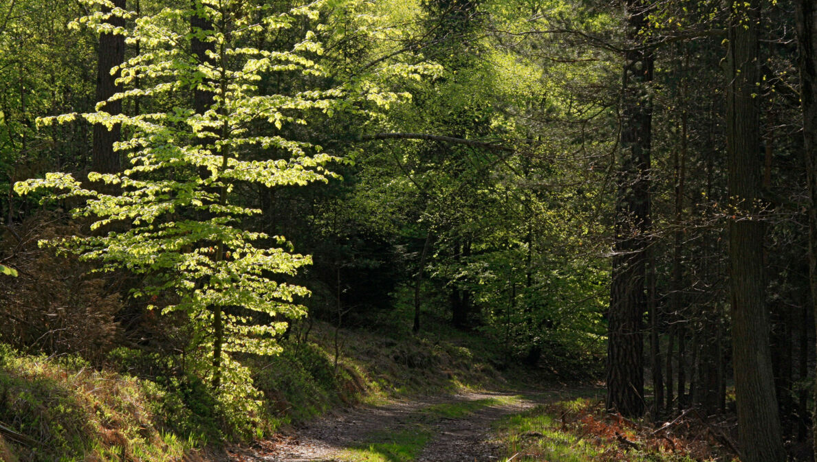 Wanderweg im Wald