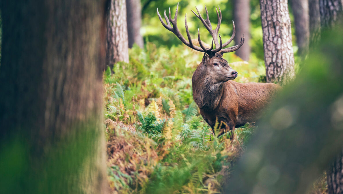 Hirsch im Wald