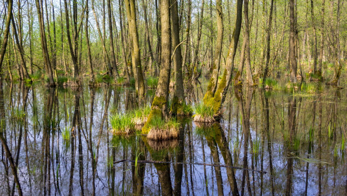 Sumpflandschaft im Naturpark Nuthe-Nieplitz.