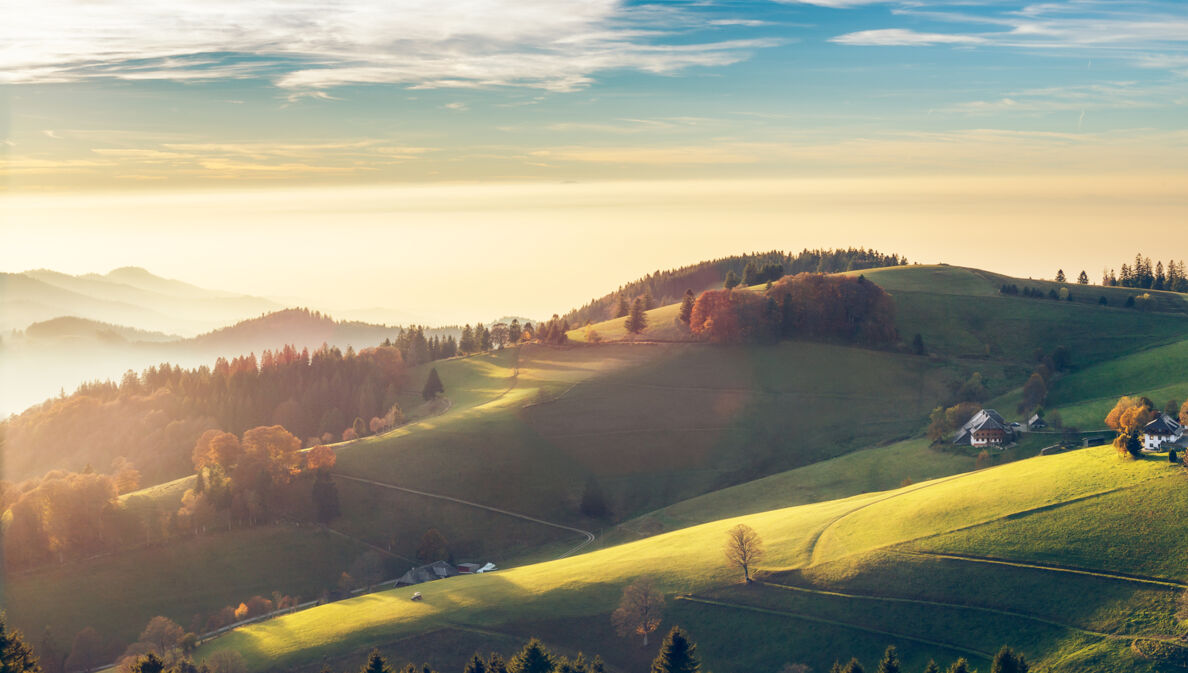 Blick über den Schwarzwald.