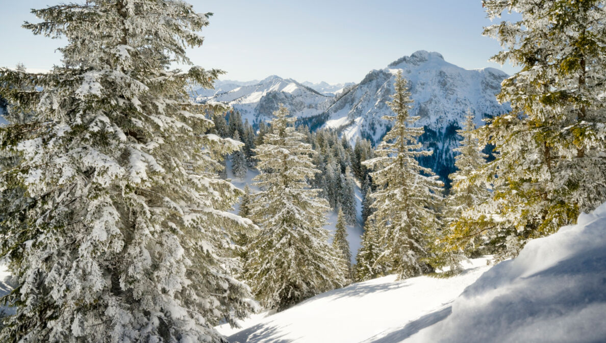 Blick auf schneebedeckte Bäume