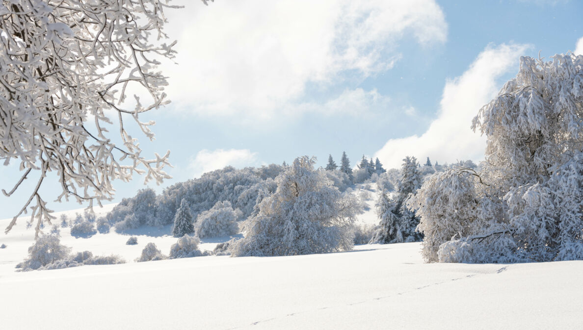 Blick auf eine schneebedeckte Landschaft mit Bäumen