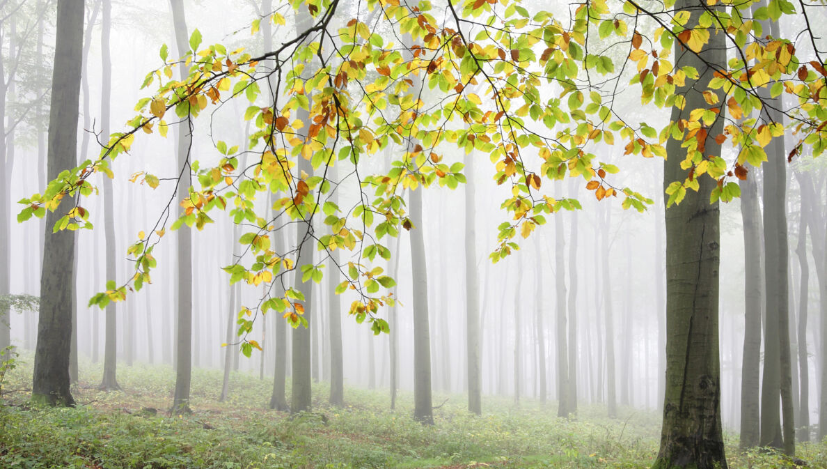 Ein Baum mit herbstlich verfärbten Blättern in einem vernebelten Wald.