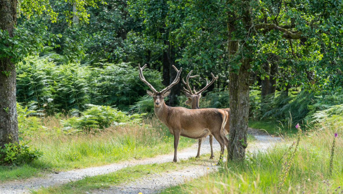 Zwei Hirsche auf einem Waldweg