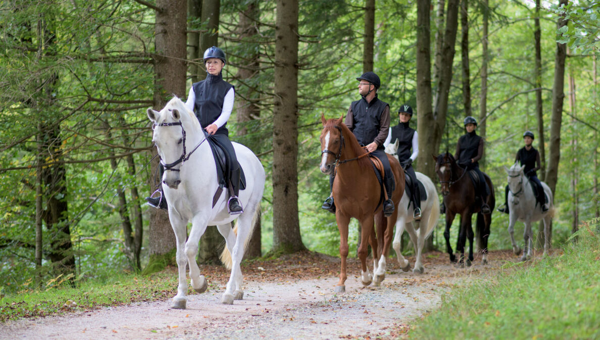 Eine Gruppe von reitenden Personen auf einem Waldweg