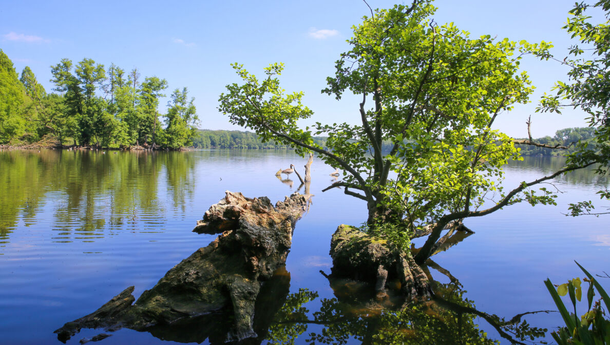 Ein See, umgeben von Bäumen, darin große Wurzeln