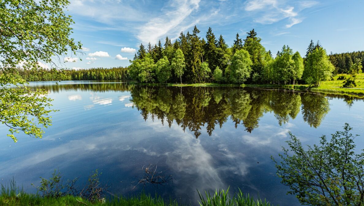 Ein See, von Nadelbäumen gesäumt