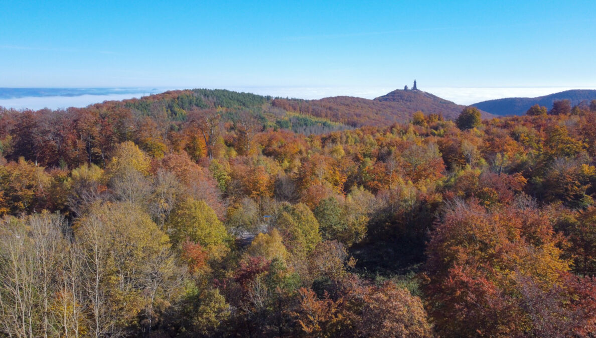 Luftaufnahme eines herbstlichen Waldes