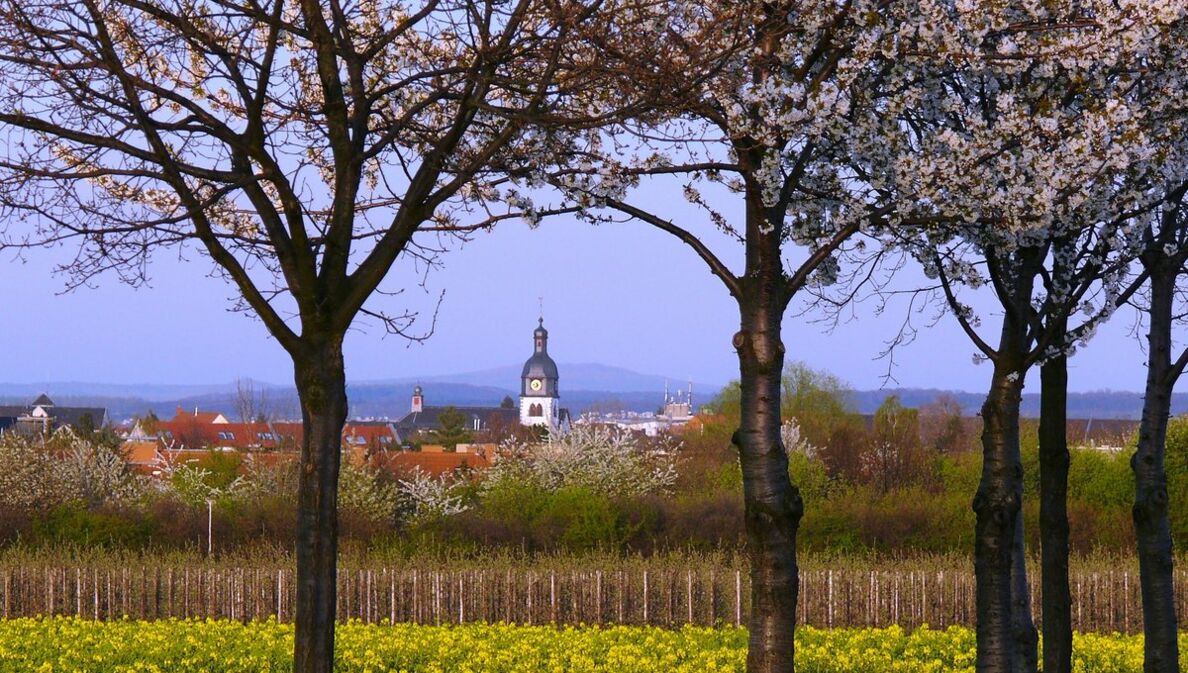 Blick über ein Feld auf eine Kirche