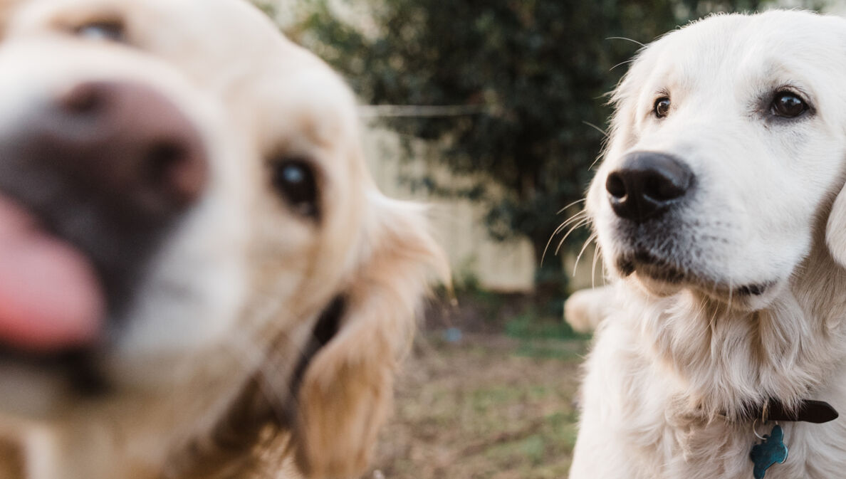 Nahaufnahme von den Köpfen zweier Golden Retriever