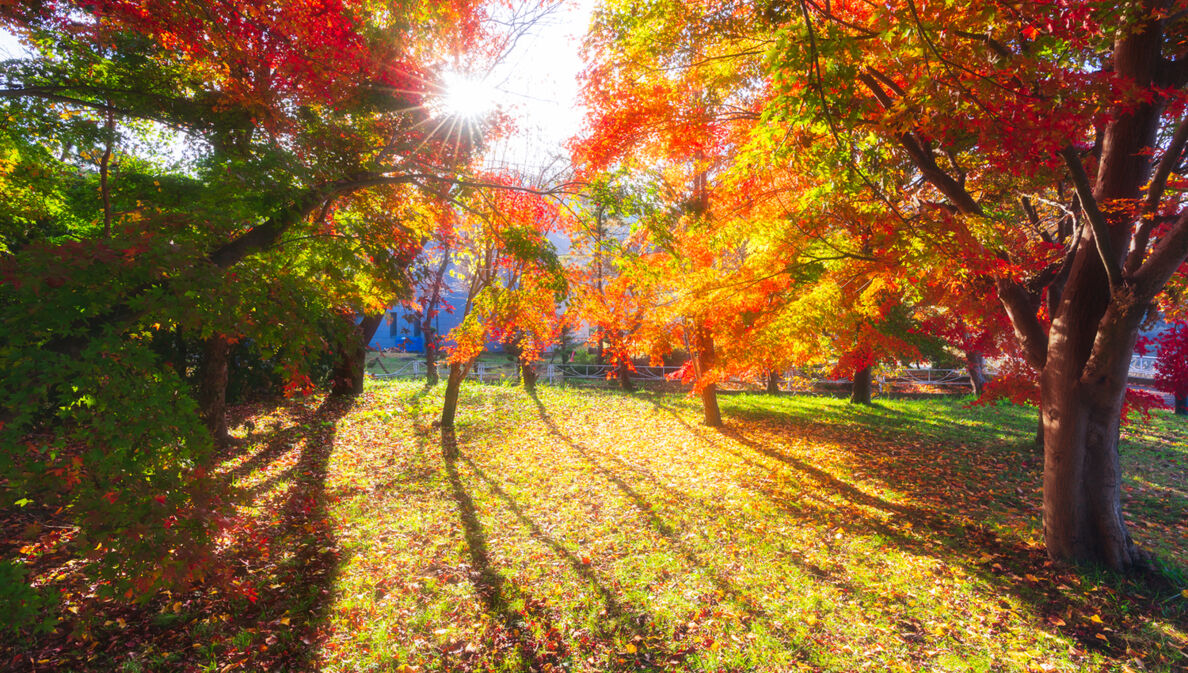 Bunte Bäume im Herbst