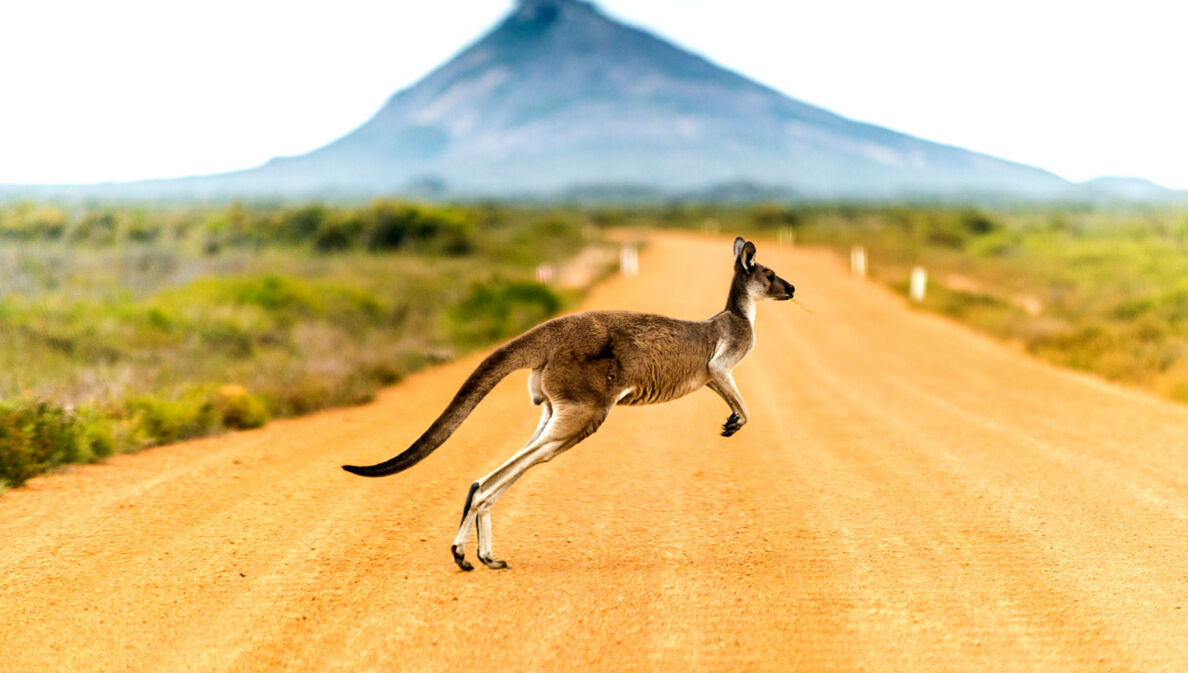 Känguru hüpft über eine sandige Straße in Australien