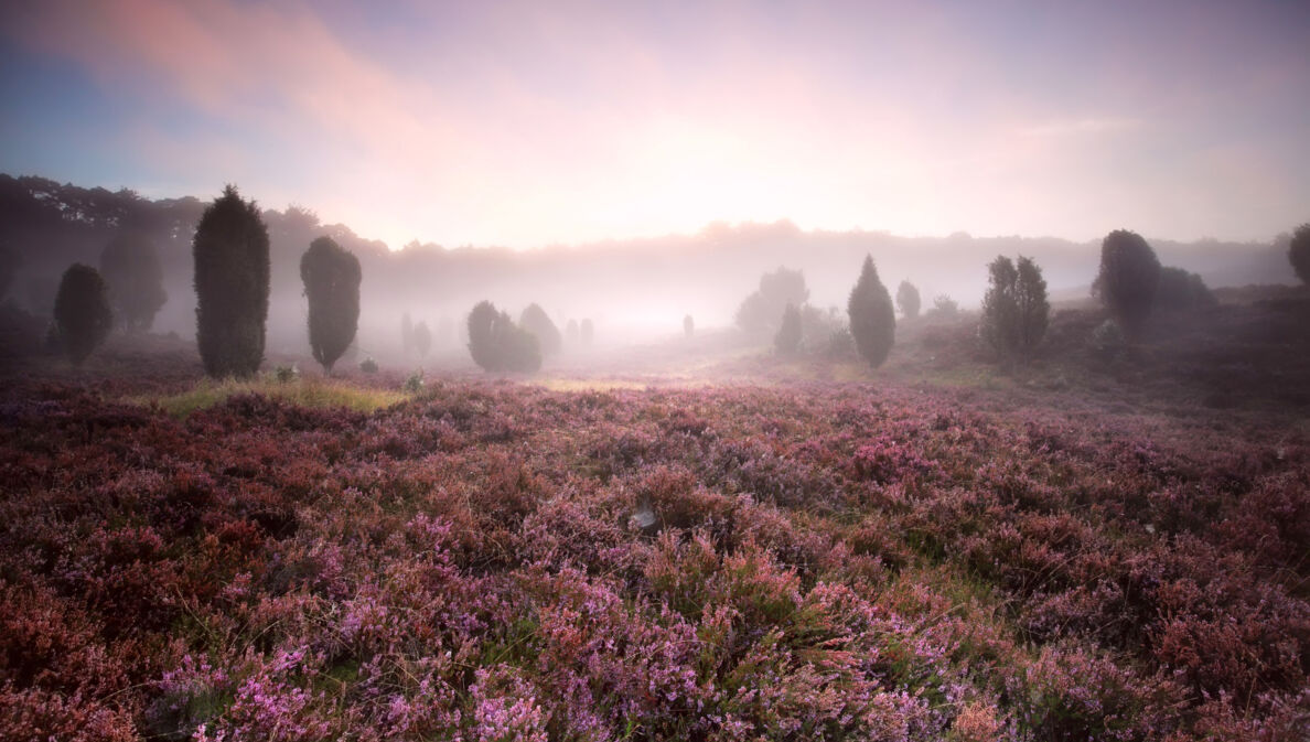 Blühende Heidelandschaft im Nebel bei Sonnenaufgang