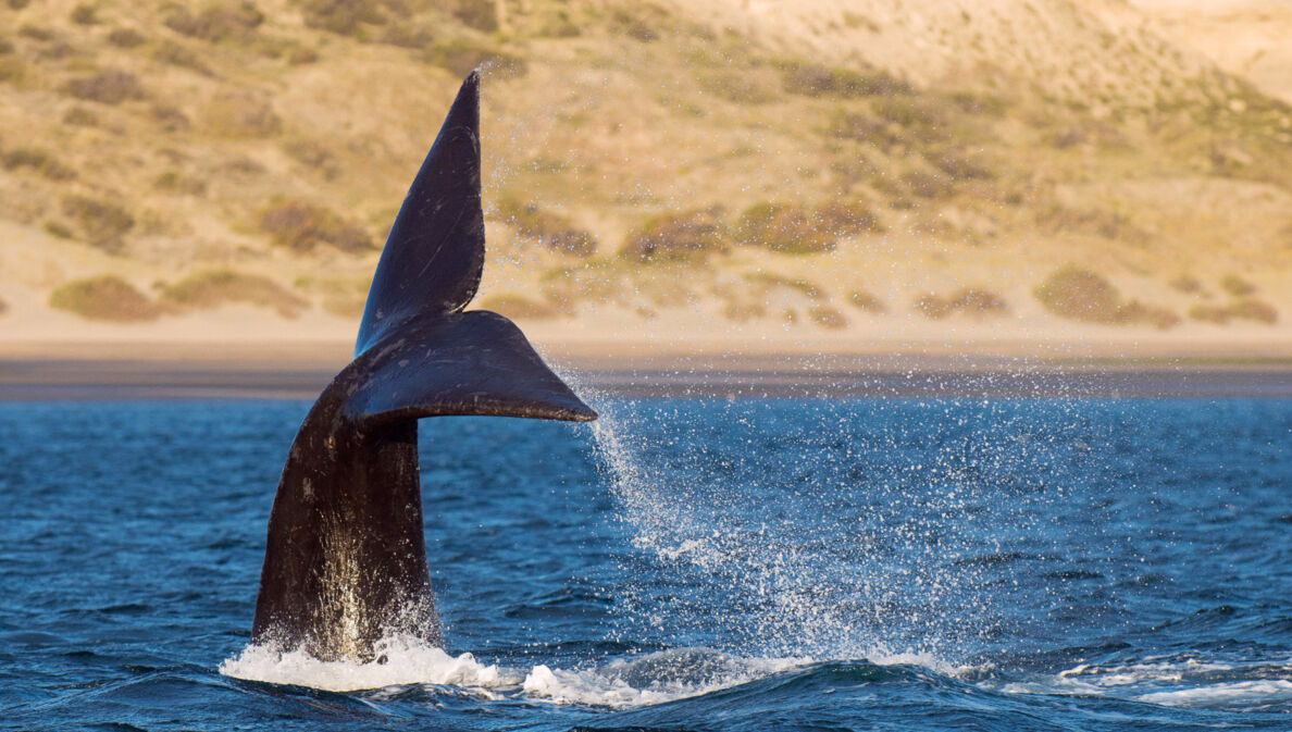 Die Fluke eines Wals ragt aus dem Wasser vor einem menschenleeren Sandstrand