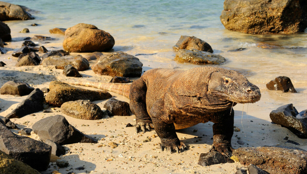 Ein Komodowaran läuft am Wasser den Strand entlang