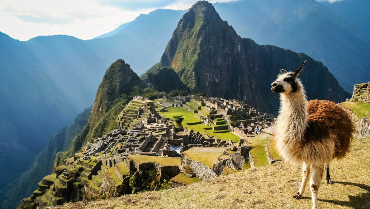 Panorama der Inka-Ruinenstätte Machu Picchu im Hochgebirge von Peru mit einem Lama im Vordergrund