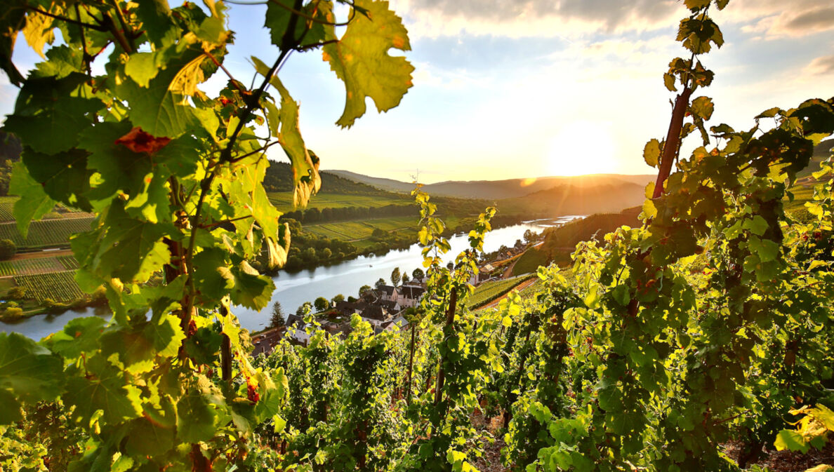 Landschaftspanorama mit kleiner Ortschaft und Weinbergen an einem Fluss bei Sonnenuntergang, im Vordergrund grüne Weinreben am Steilhang