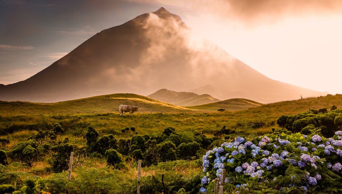 Landschaftspanorama mit Kuh auf einer hügeligen Wiesenlandschaft mit blauen Blumen vor einem Vulkan im Nebel bei Sonnenuntergang.