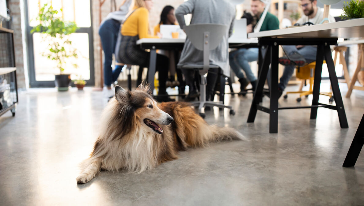 Hund liegt in Großraumbüro während im Hintergrund das Team am Besprechungstisch sitzt