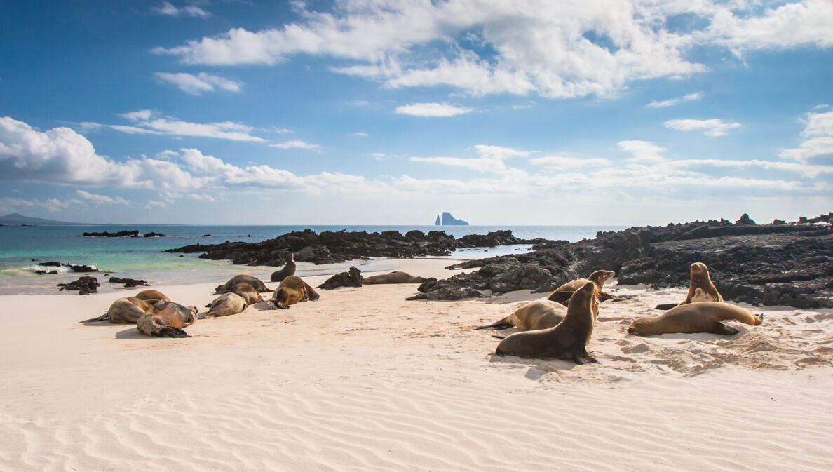 Seelöwen am Strand auf einer der Galapagosinseln.