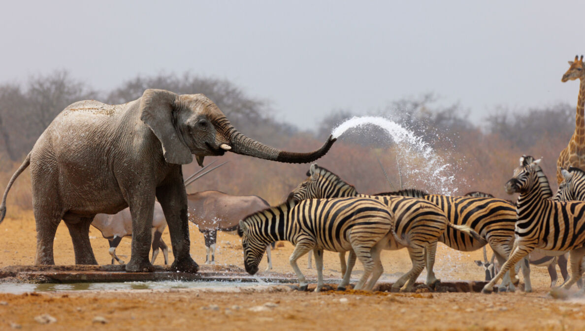 Ein Elefant an einem Wasserloch in der Steppe spritzt mehrere Zebras mit Wasser aus seinem Rüssel voll.