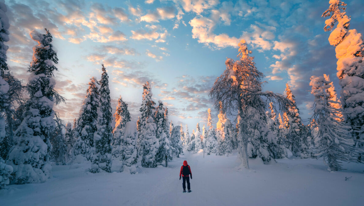 Eine Person von hinten in einem verschneiten Wald.