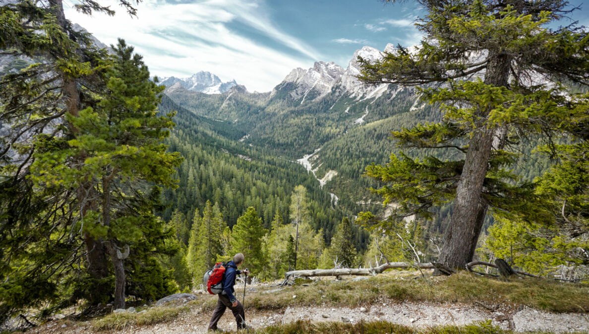 Eine Person in Wanderausrüstung auf einem bewaldeten Weg, im Hintergrund hohe Berge.