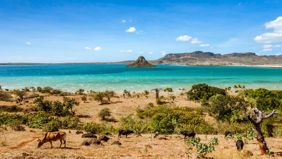 Grasende Rinder in einer Buschlandschaft an einer Küste mit türkisblauem Meer mit kleiner Insel.