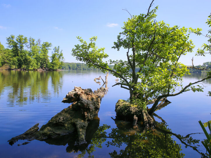 Ein See, umgeben von Bäumen, darin große Wurzeln