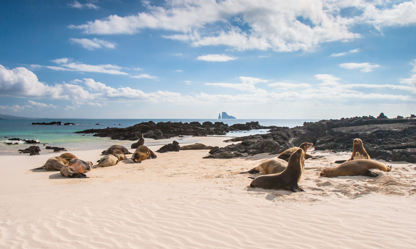 Seelöwen am Strand auf einer der Galapagosinseln.