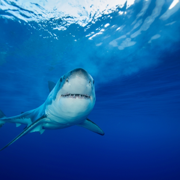 Ein Hai schwimmt im blauen Wasser und schaut frontal in die Kamera