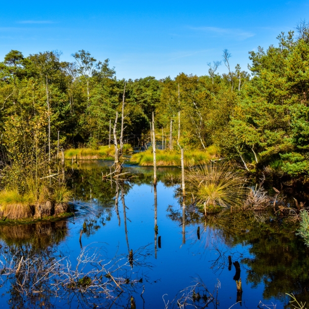 Wasser umrandet von Bäumen und Gräsern