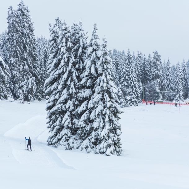 Verschneite Langlauf-Skipiste umgeben von Tannen