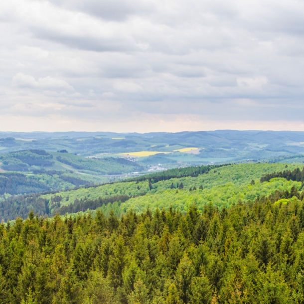 Blick von oben auf eine bewaldete Landschaft