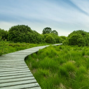 Ein Holzsteg führt durch ein Hochmoor