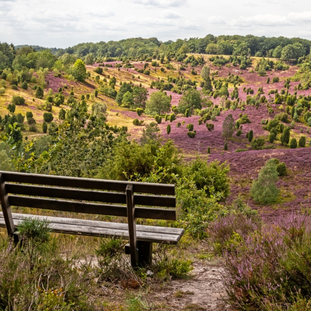 Eine leere Bank im Vordergrund, im Hintergrund eine blühende Heide