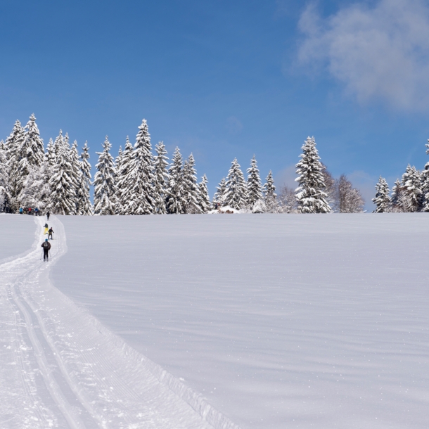 Mehrere Skiläufer im Schwarzwald.