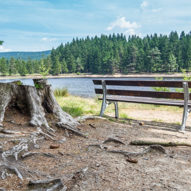 Bank und Baumstumpf mit Blick aufs Wasser