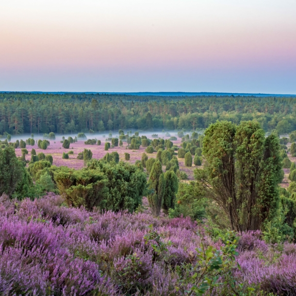 Blick von oben auf eine blühende Heidelandschaft, im Hintergrund Wald