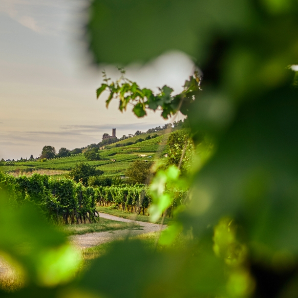 Weinberge bei Heidelberg.